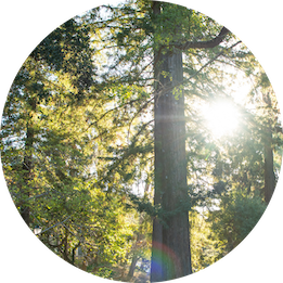 Trees with sun shining through.