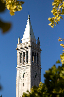 Campanile seen through gingko leaves by Hertz Hall