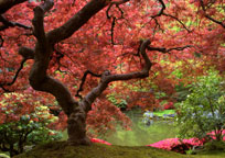 A red maple tree in a Japanese garden
